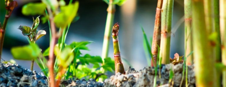 how fast does Japanese knotweed grow