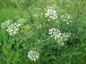 Hemlock water dropwort