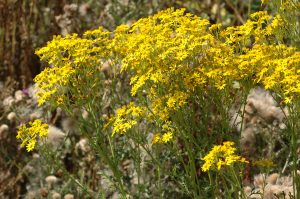 Ragwort invasive plant