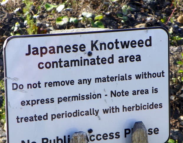 japanese_knotweed_regulations