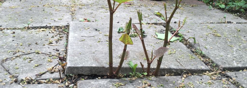 Why is Japanese knotweed such a problem?