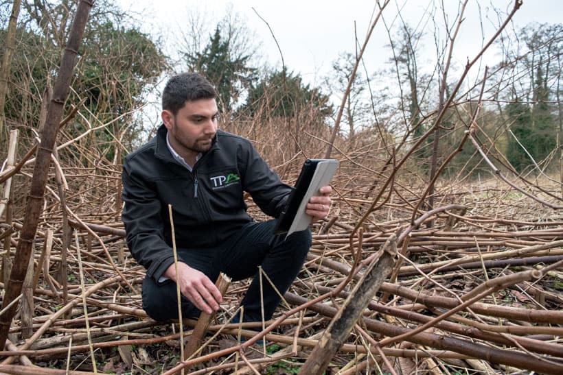 surveying winter knotweed tablet