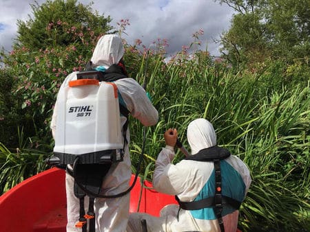 How to stop Japanese knotweed growing?