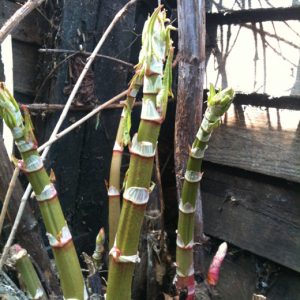 japanese knotweed early shoots