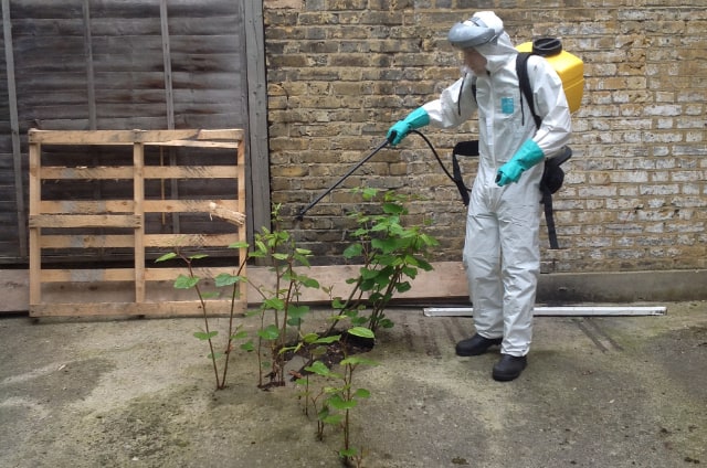 japanese-knotweed-foliar-spray-small