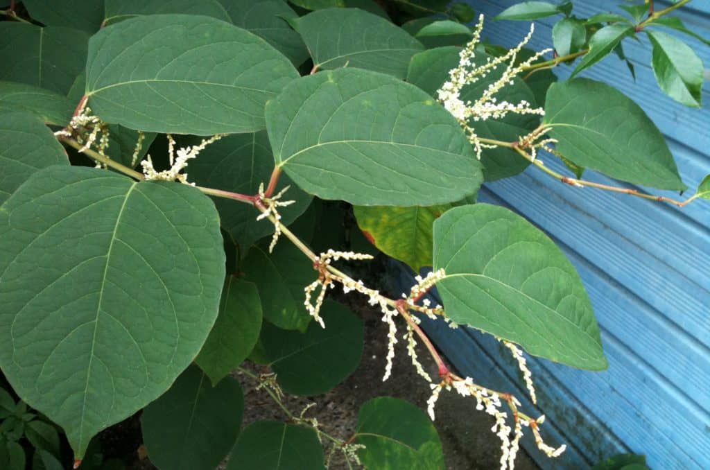 japanese knotweed leaves and flowers