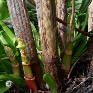 japanese-knotweed-old-stems-new-shoots