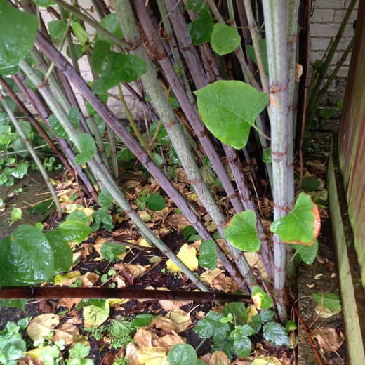 Japanese Knotweed Images | TP Knotweed Solutions