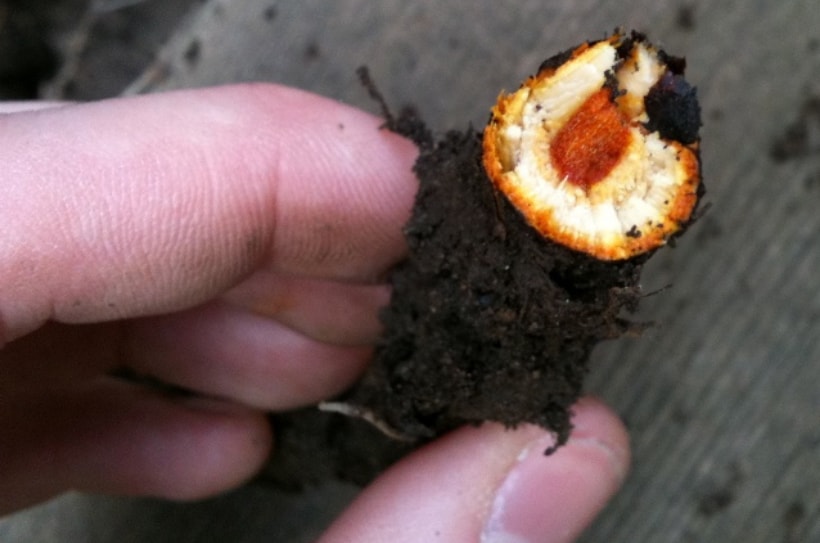 japanese knotweed rhizome centre