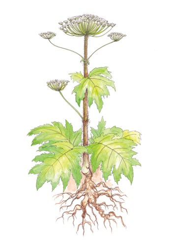 giant hogweed illustration