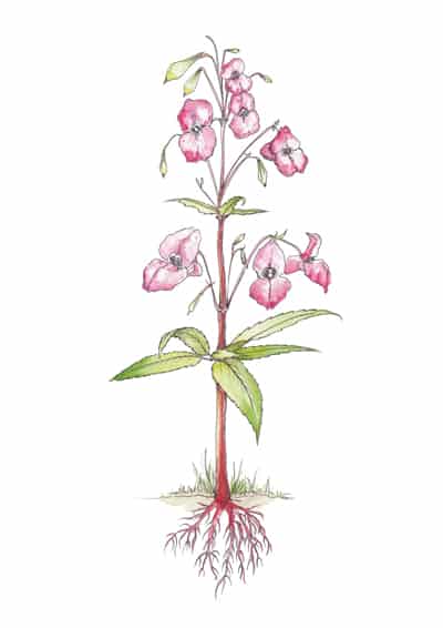 himalayan balsam illustration