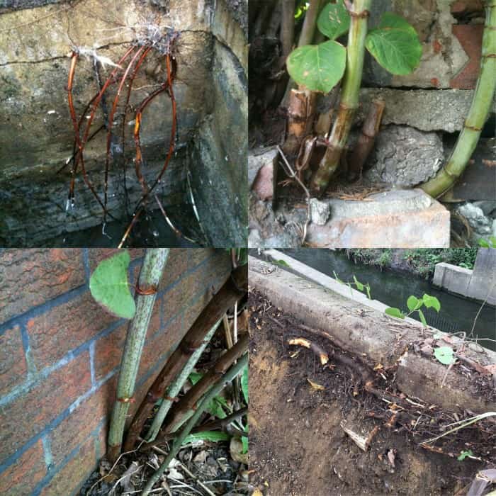 knotweed damage to foundations