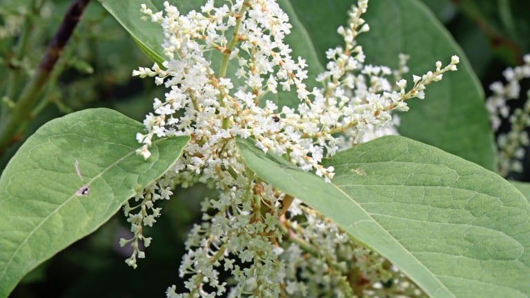 10 Interesting 10 Japanese Knotweed Facts