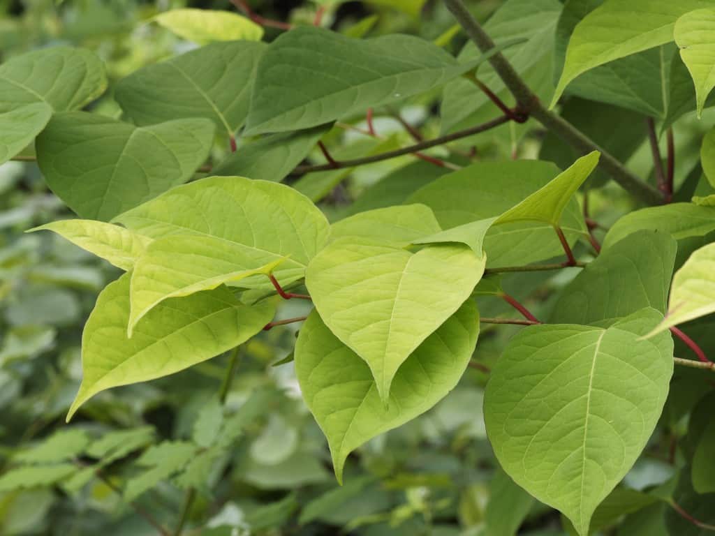 Japanese-Knotweed-Facts-10