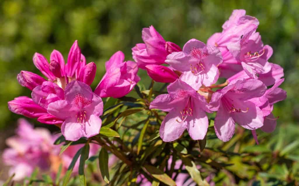 Rhododendron Ponticum