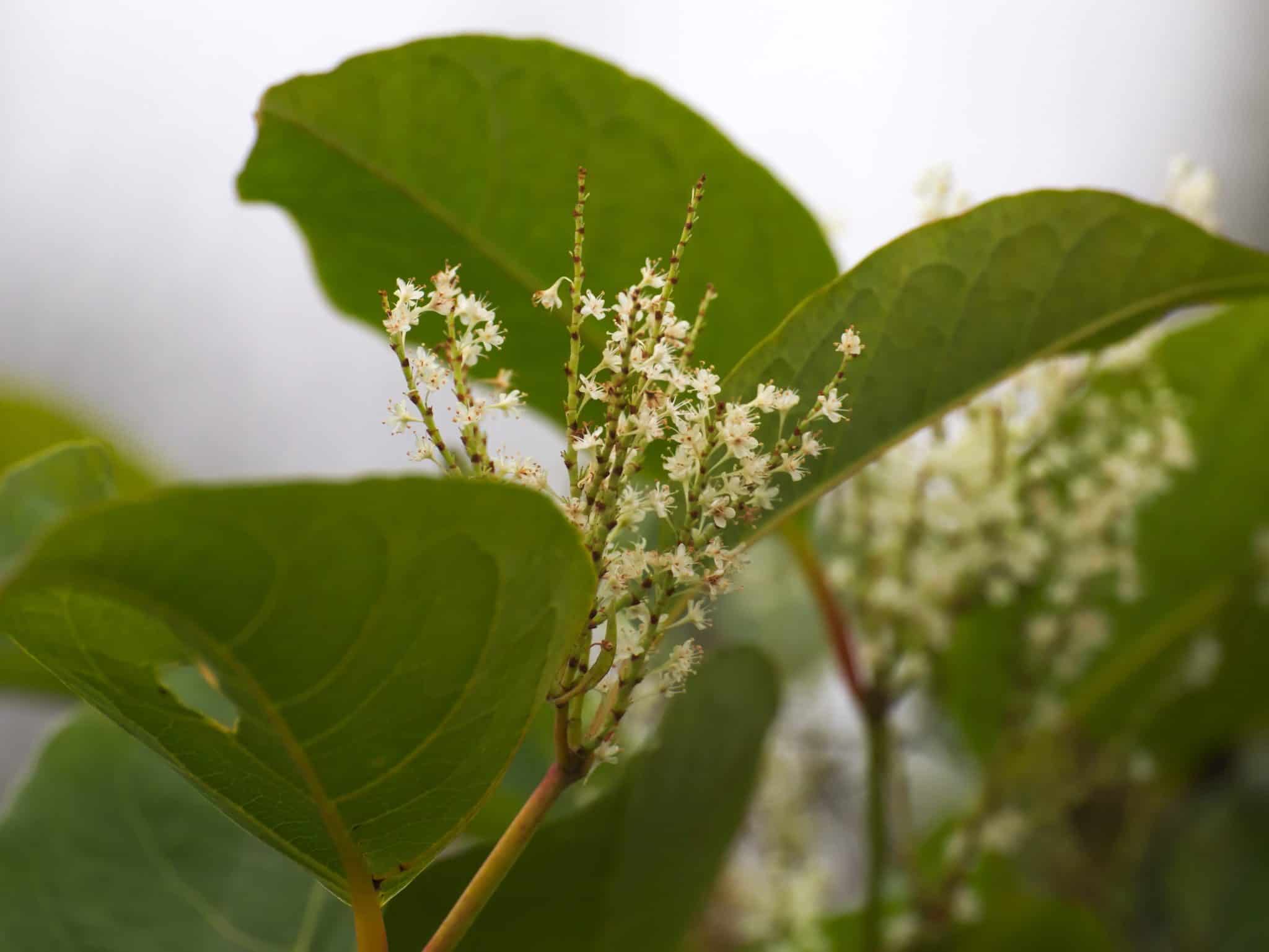 How does japanese knotweed spread tp knotweed solutions