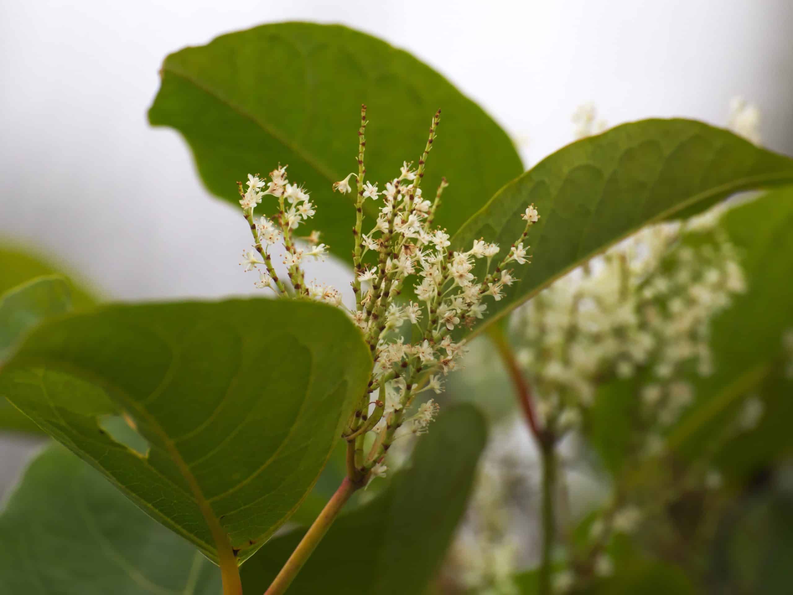 can-japanese-knotweed-spread-by-seeds-edited-scaled