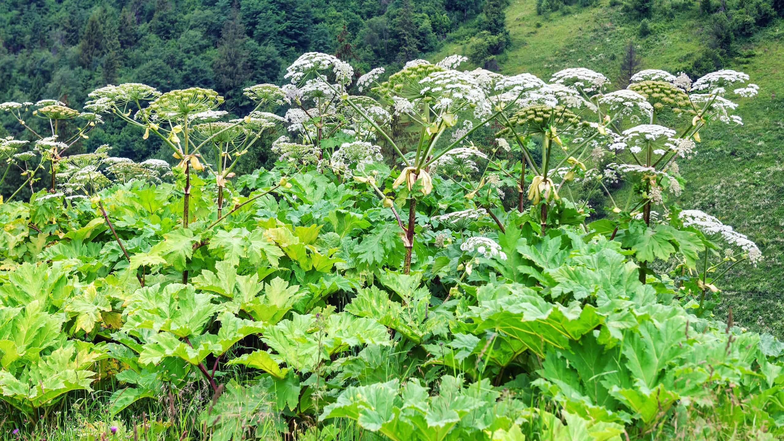 giant-hogweed-plant-scaled