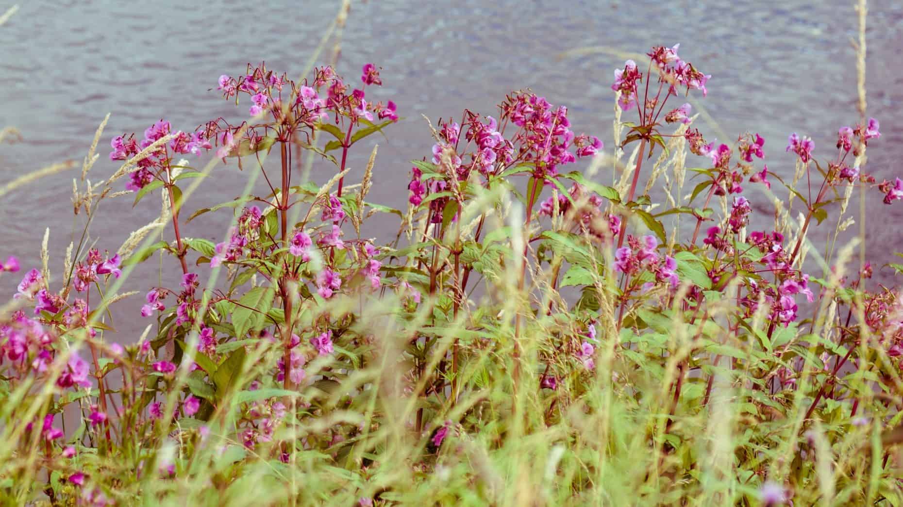 himalayan balsam