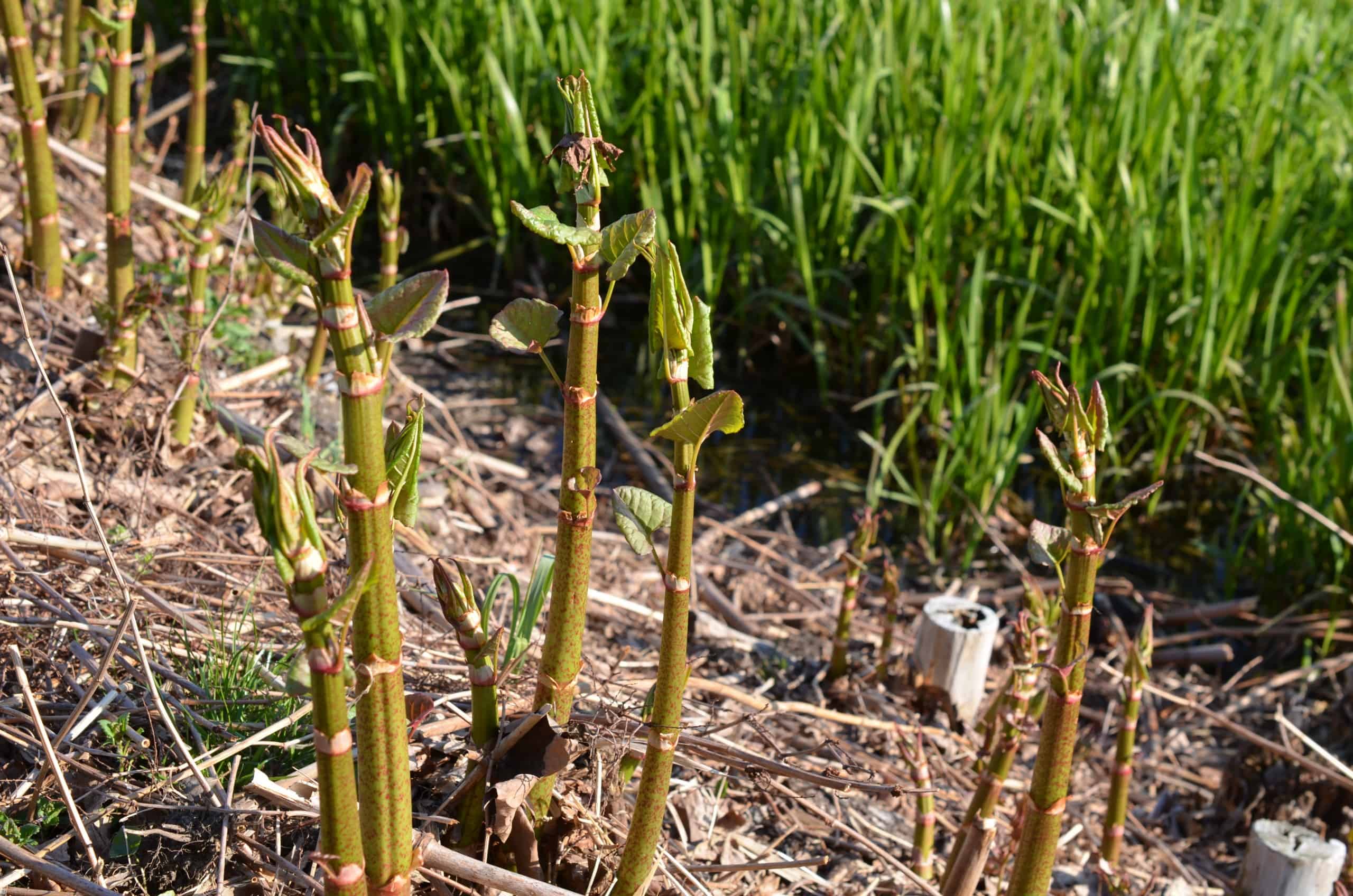 how does japanese knotweed spread