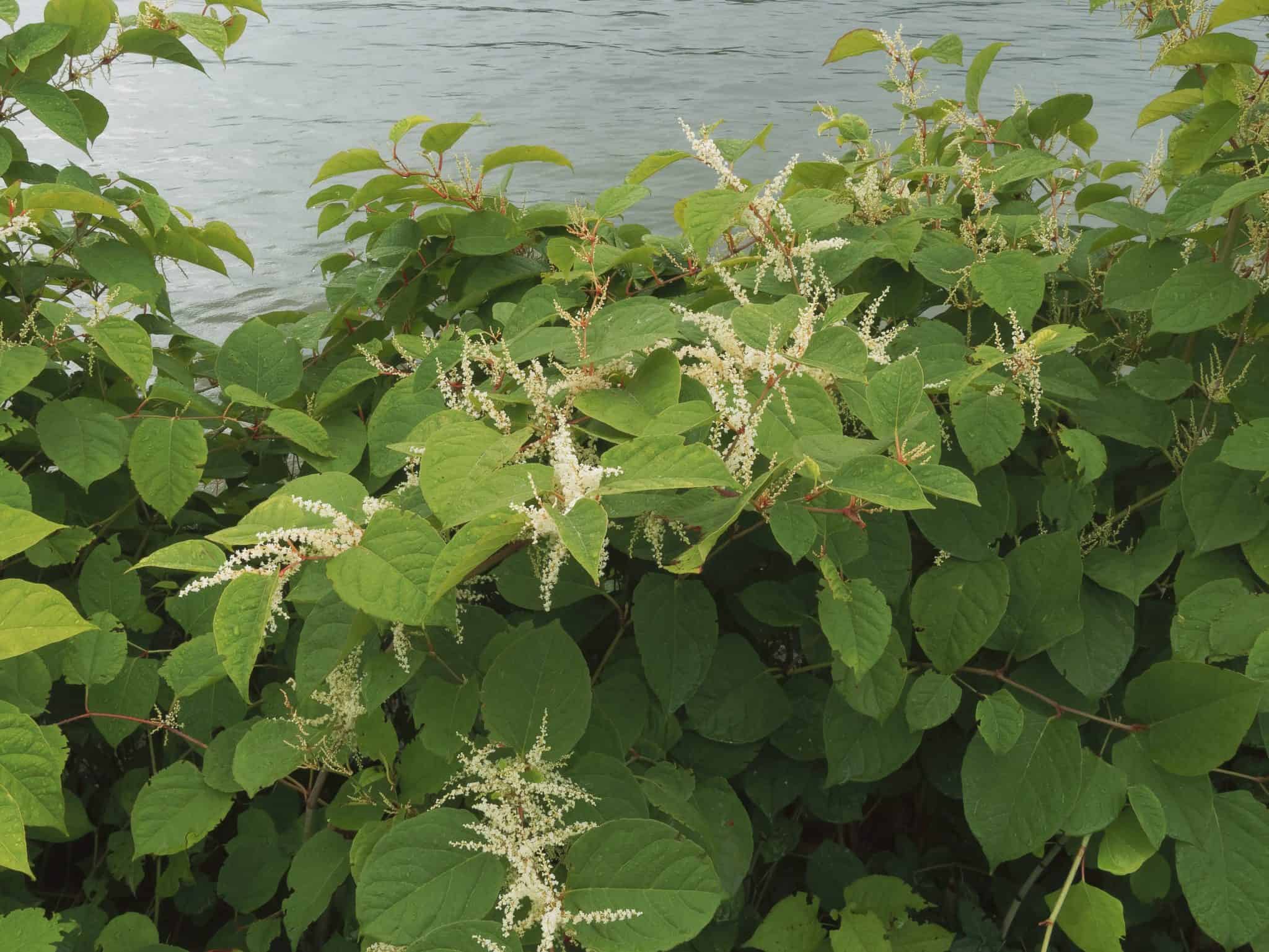 How does Japanese knotweed spread? TP Knotweed Solutions