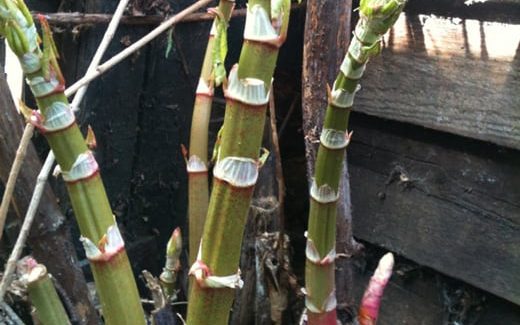 japanese-knotweed-early-shoots-1