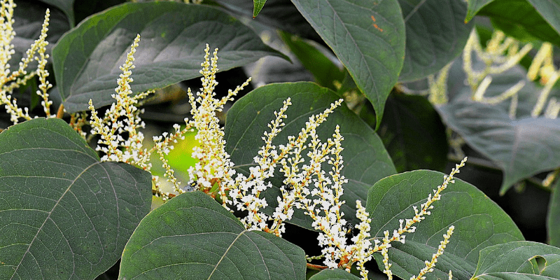 How much of a problem is Japanese knotweed?