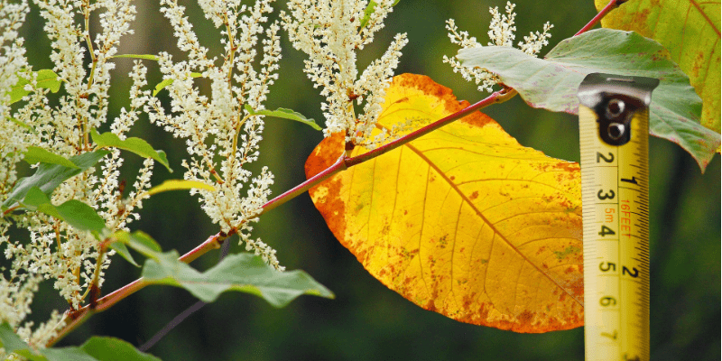 Japanese knotweed distance from house required