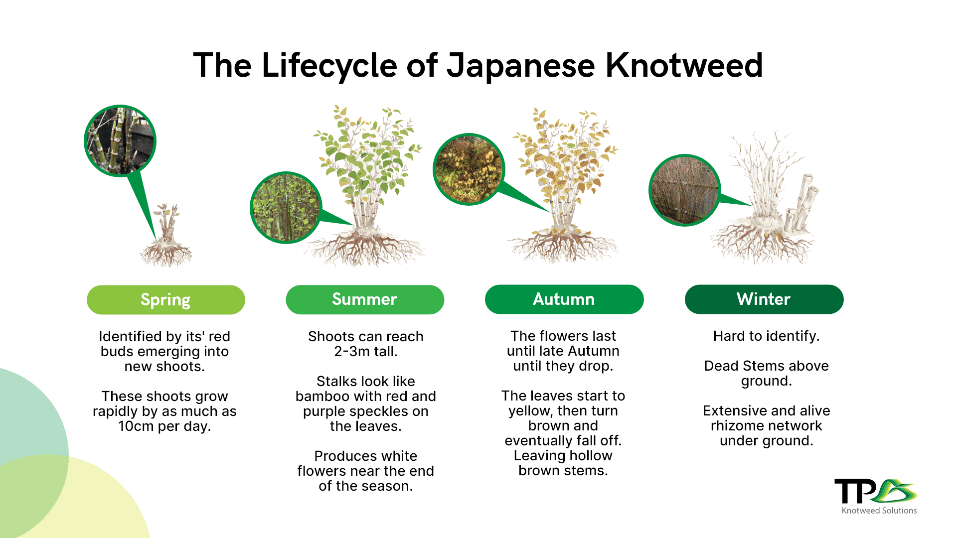 Why Is Japanese Knotweed A Problem? | TP Knotweed Solutions