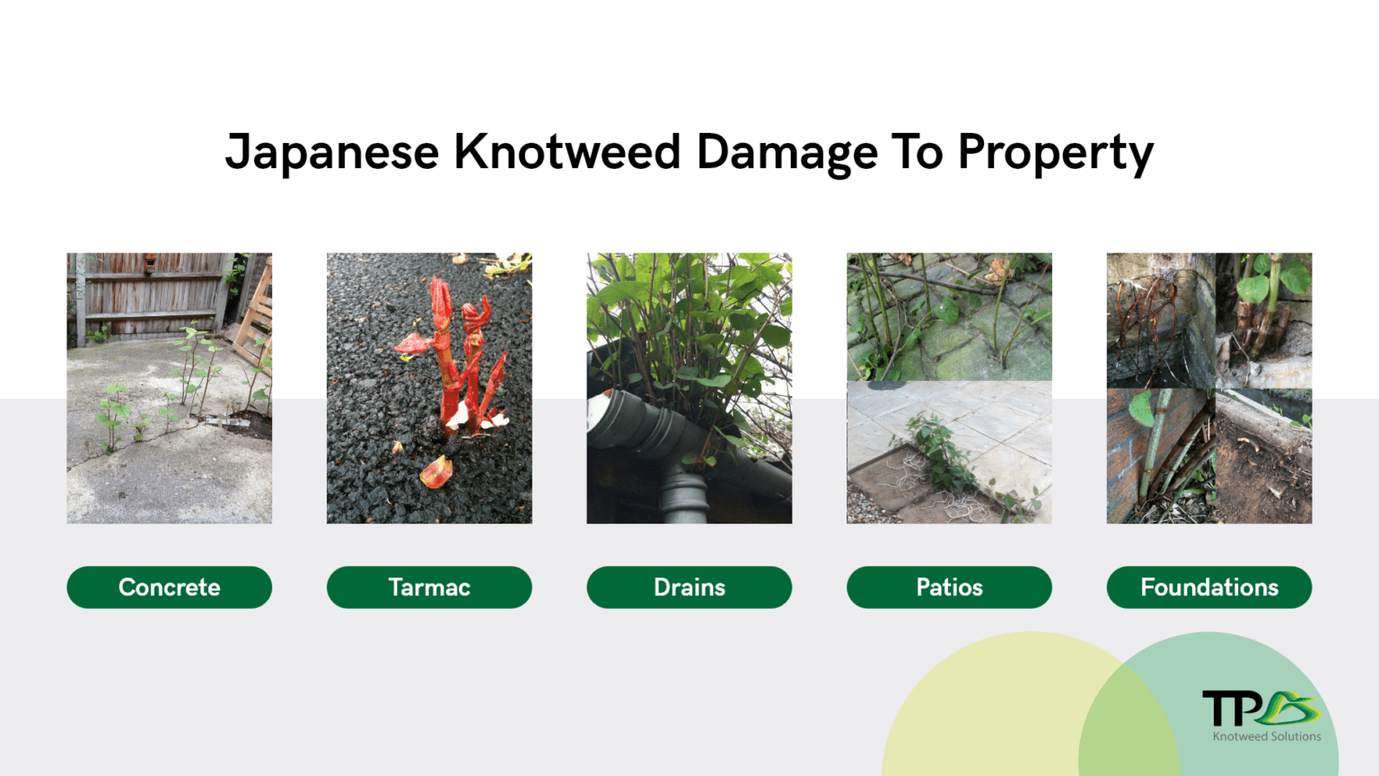 Why Is Japanese Knotweed A Problem? TP Knotweed Solutions