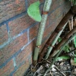 japanese knotweed growing through foundations