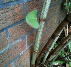 japanese knotweed growing through foundations