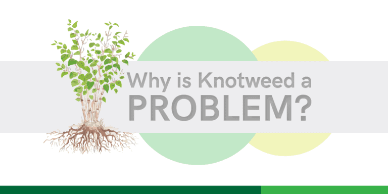 why is japanese knotweed a problem