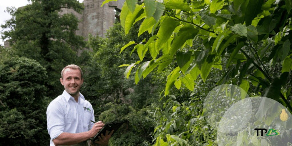How to get a Japanese knotweed insurance backed guarantee