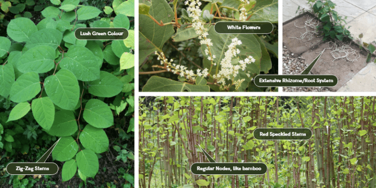 Spotted Japanese Knotweed? Do's and don'ts