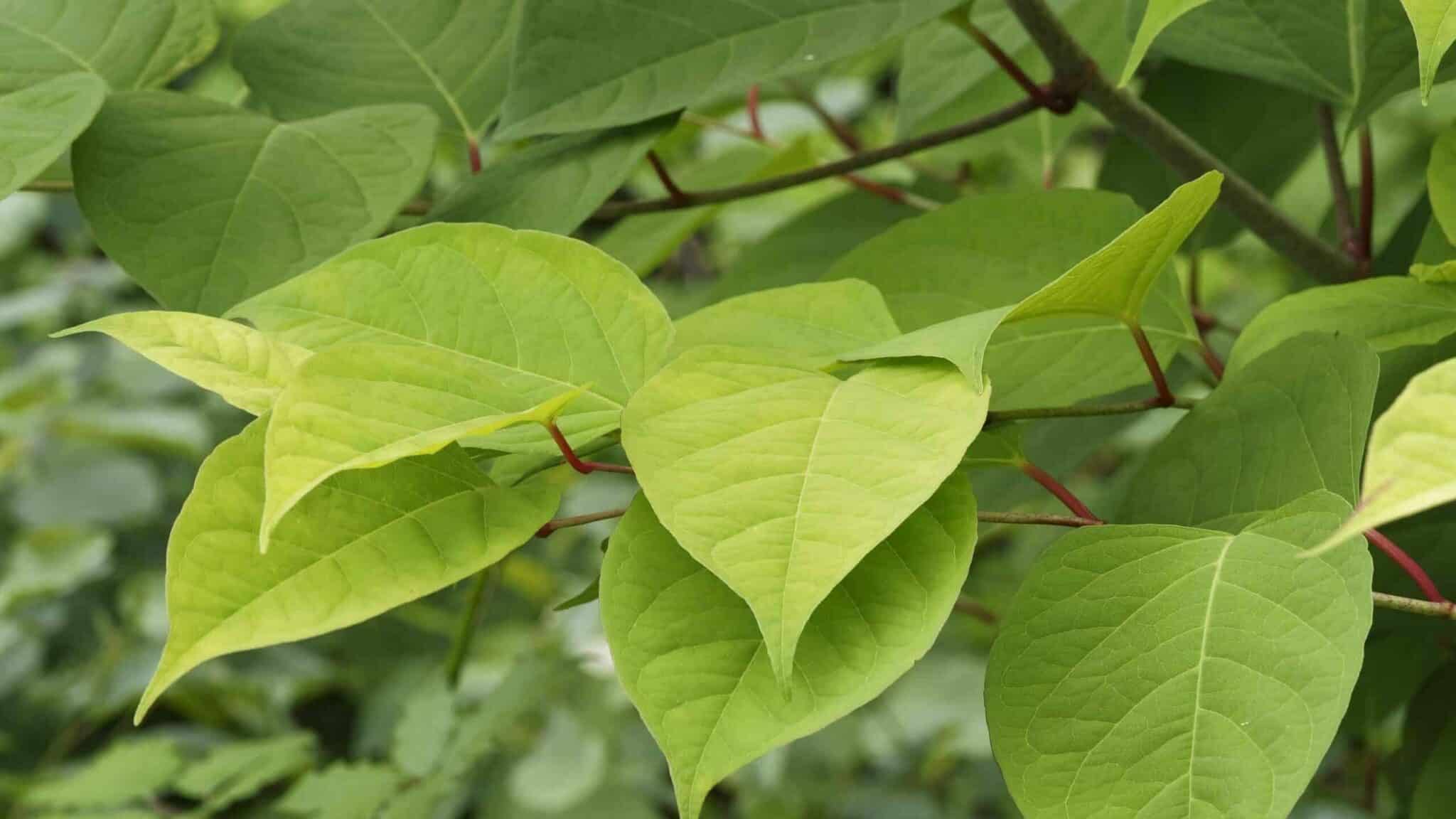 10 Interesting Japanese knotweed Facts | TP Knotweed Solutions