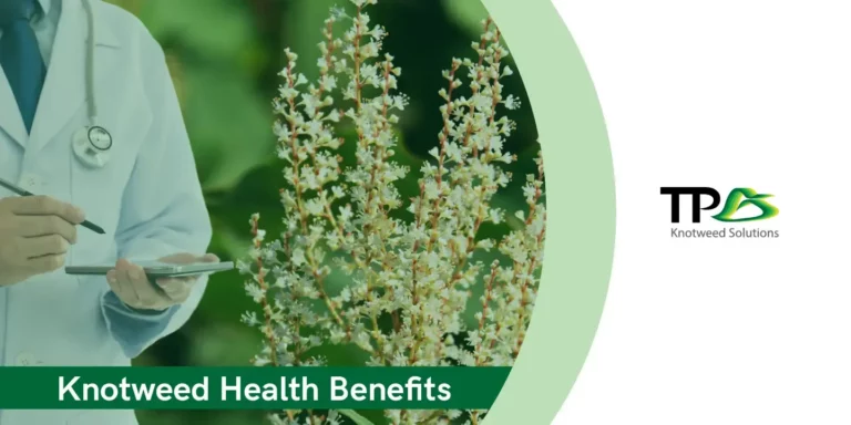 Japanese knotweed health benefits