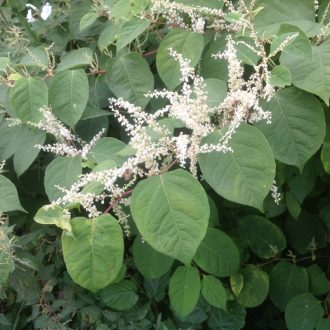 japanese-knotweed-flowering