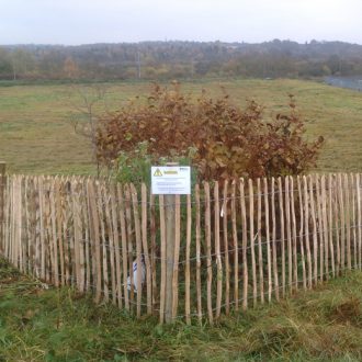 japanese-knotweed-plant-quarantined