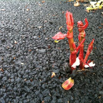 japanese-knotweed-red-shoots-through-tarmac