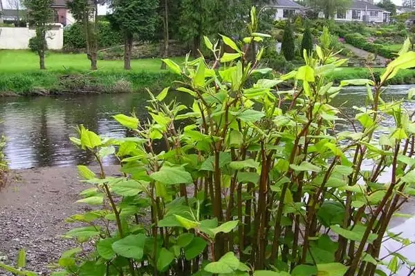 Asbos Japanese Knotweed The Law Tp Knotweed Solutions Asbos Japanese Knotweed The Law Tp Knotweed Solutions