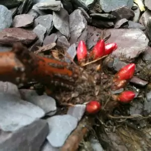 japanese-knotweed-buds