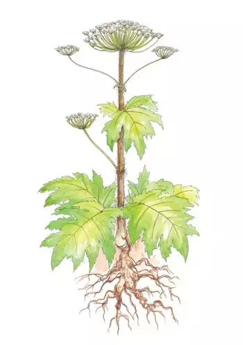 giant hogweed illustration