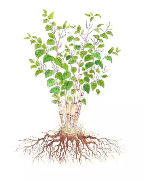 What Is Japanese Knotweed Tp Knotweed Solutions