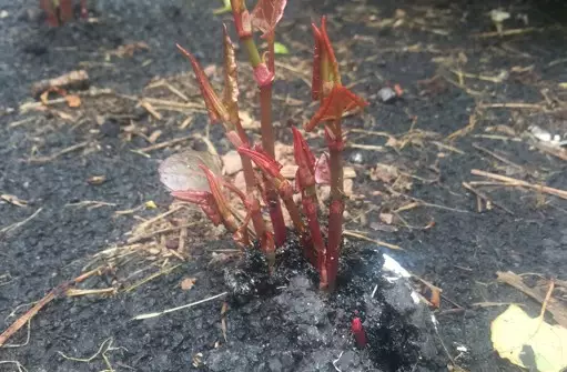 jcdecaux japanese knotweed through tarmac