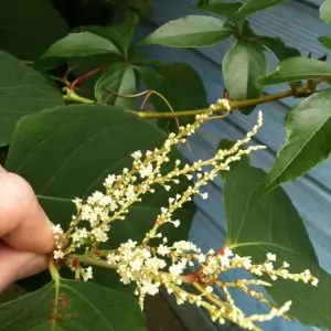 japanese knotweed flower leaf specemin