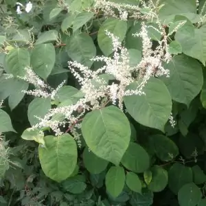 japanese knotweed flowering