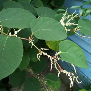 japanese knotweed leaves and flowers
