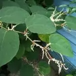 japanese knotweed leaves and flowers