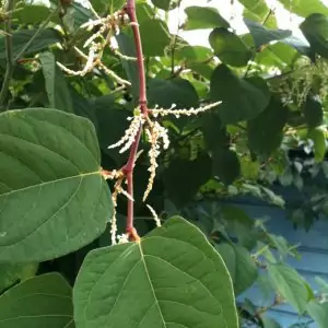 japanese knotweed leaves flowers detail